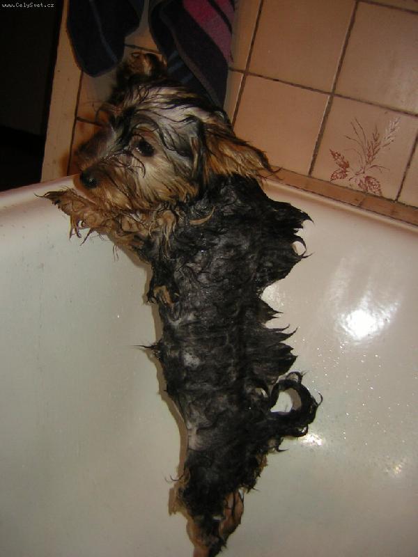 Foto: Dikobraz-Mnoho podob m� div� k��e