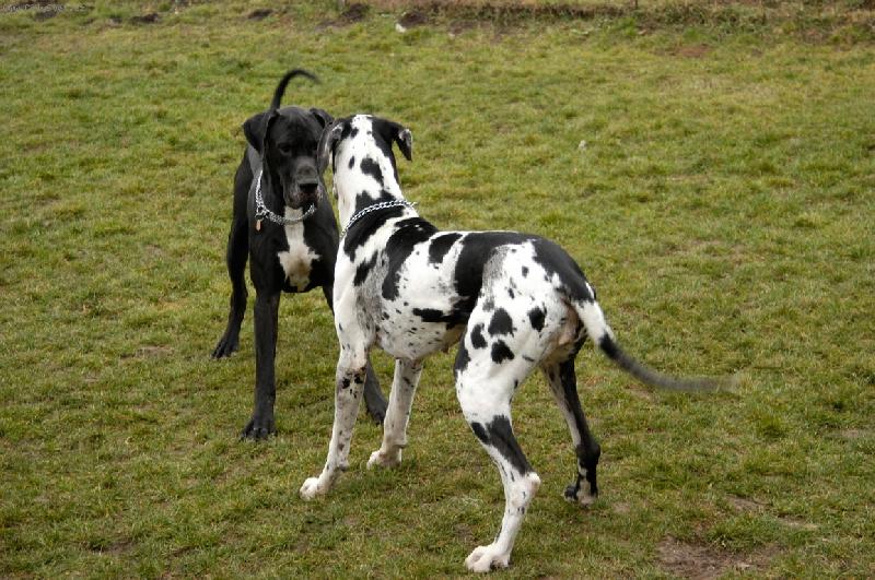 Foto: Poj� si hr�t-Chieeta & Chuck