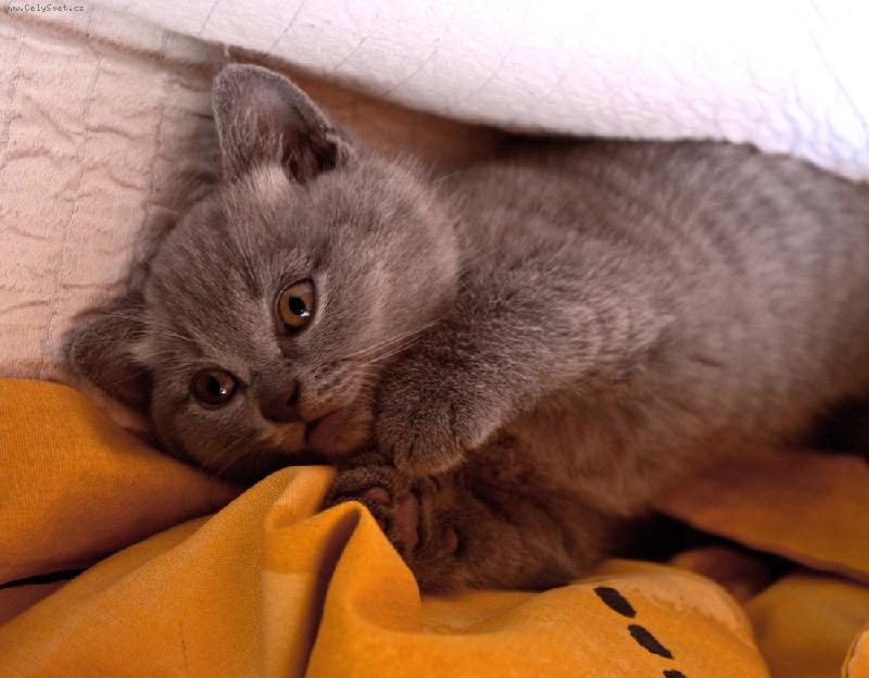 Foto: ...p�i h�e...