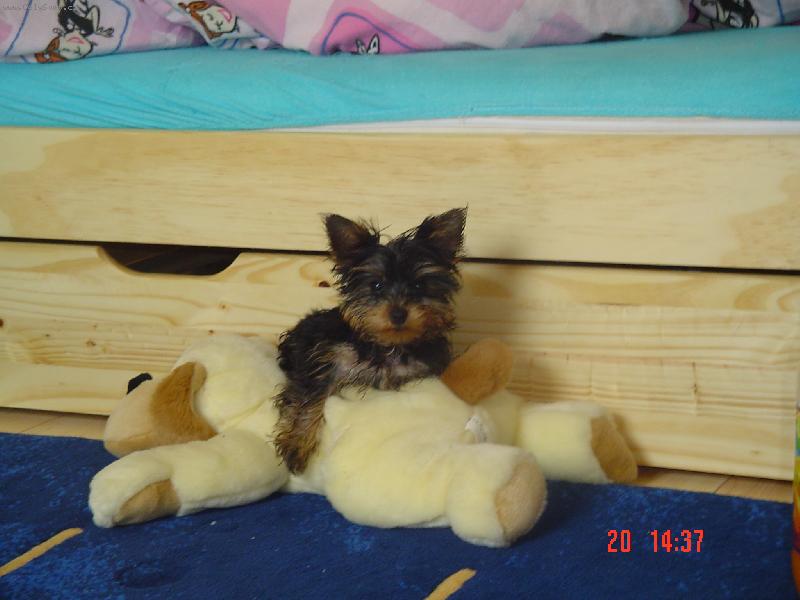 Foto: Bertik-no jo frajer