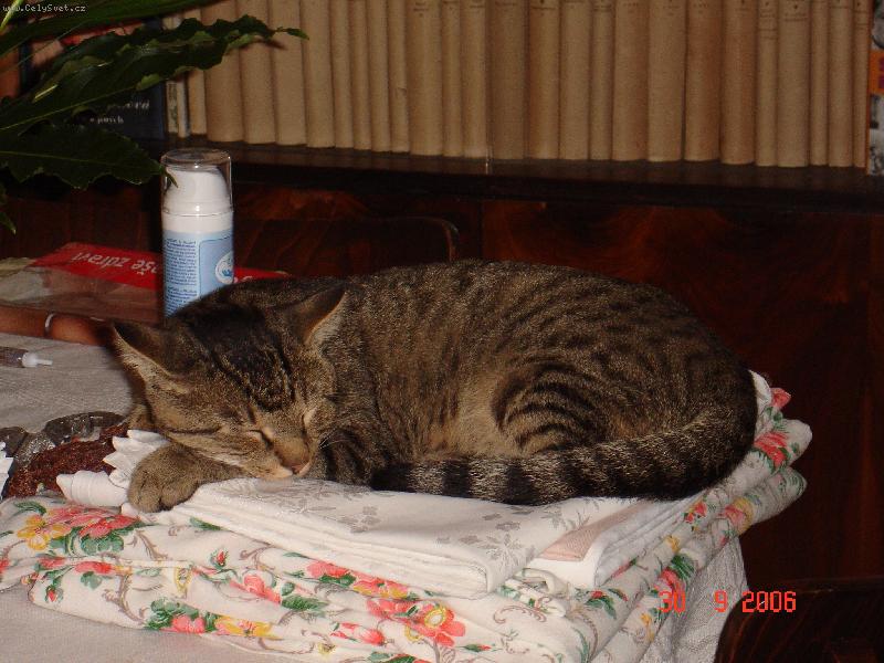 Foto: neni pe�inka jako pe�inka