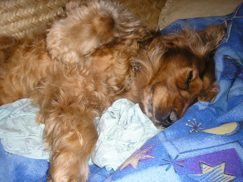 Foto: Doninka spink�-ve dv� hodiny r�no