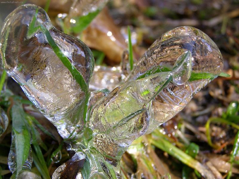 Foto: ledov� kv�ty