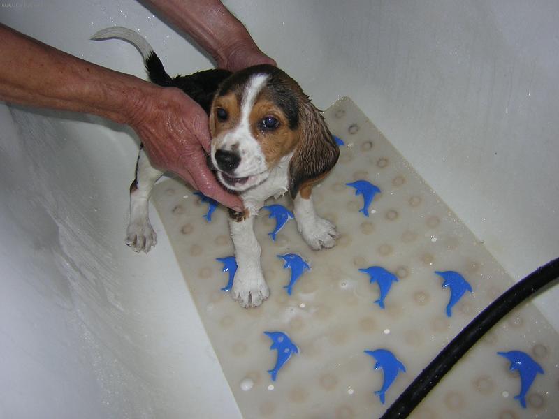 Foto: vesel� koup�n�