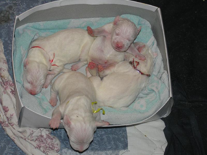 Foto: ��blice Blansk� les