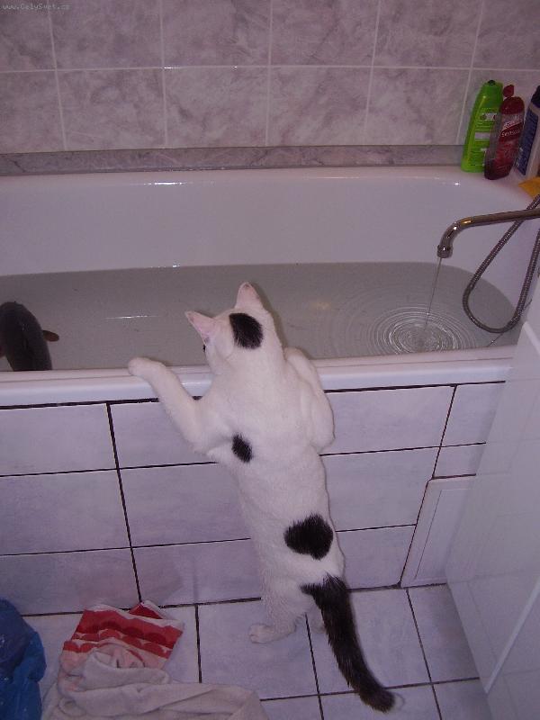 Foto: Lovec-ko�ka u vany