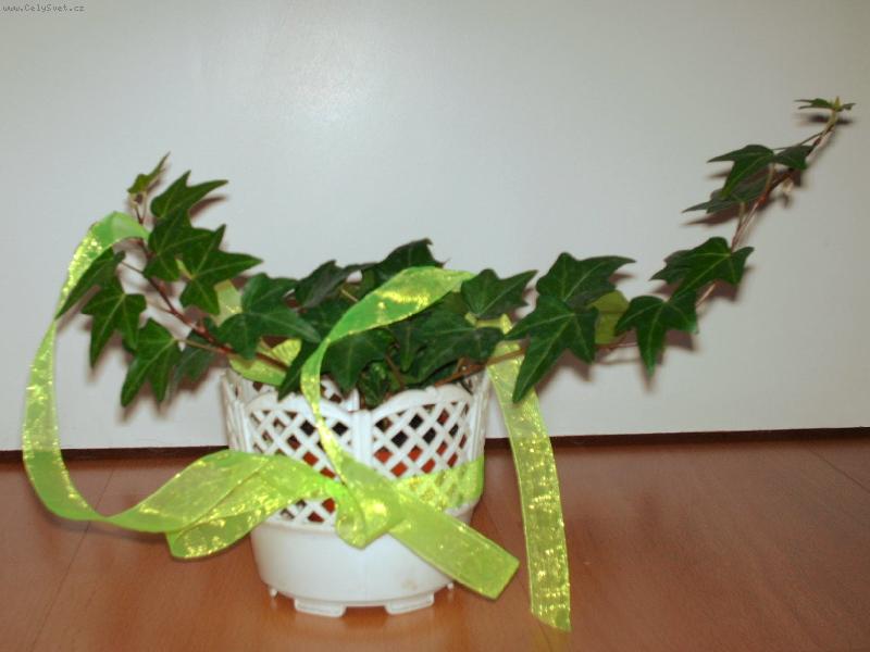 Foto: Zelen� kr�sa-M�j mal� B�e��nek vesele roste...