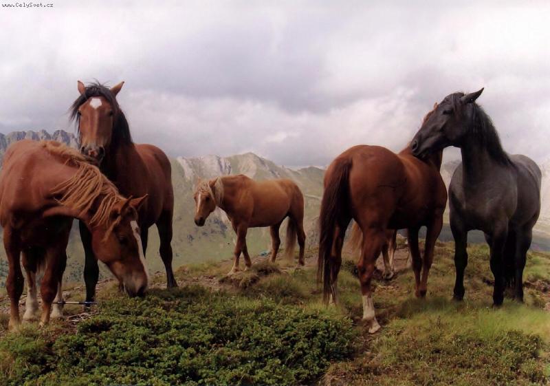 Foto: Kon� v Dolomitech.-Na pastv� v hor�ch.