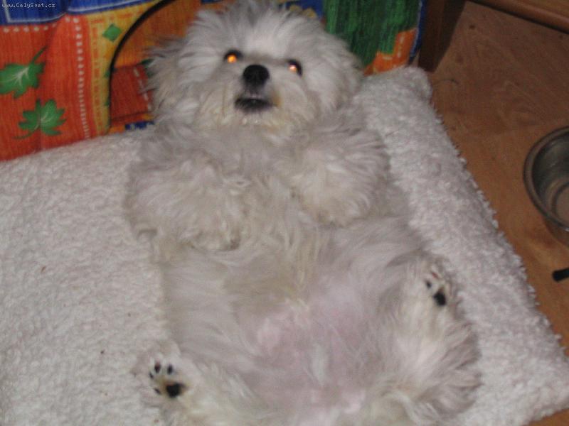 Foto: lacky-prost� pohoda