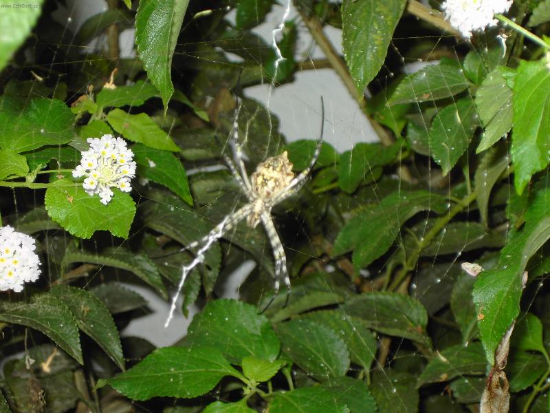 Foto: ARACHNO !!!-13.cm.velk� !