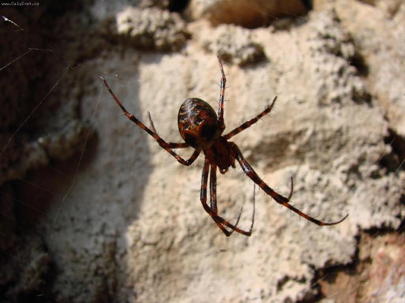 Foto: Hl�da�-mil��ek vet�iny �en