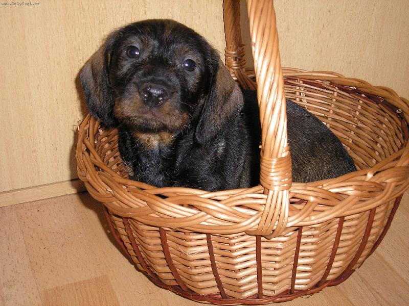 Foto: Ceryk-Jdu do sv�ta