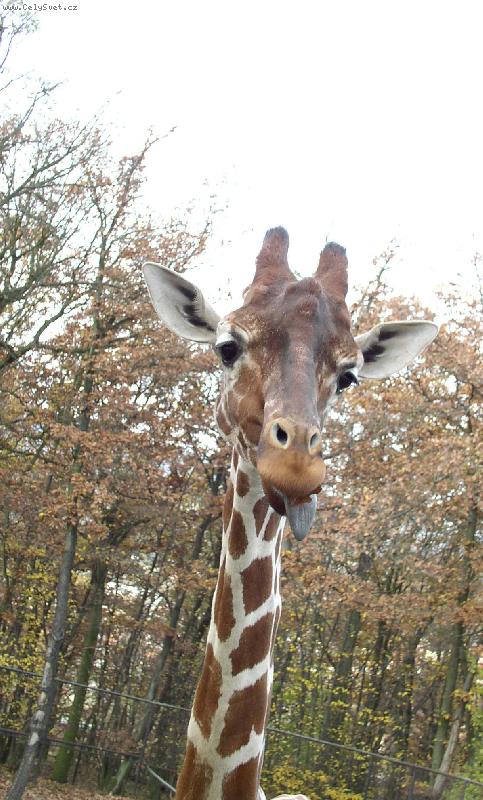 Foto: A ka�lu na v�s na v�echny :-)