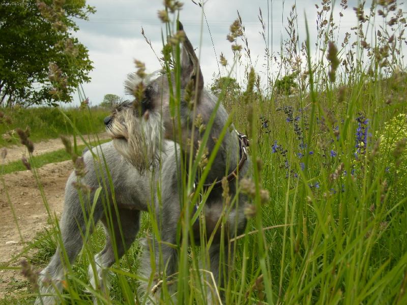 Foto: muj ps�k-muj psik