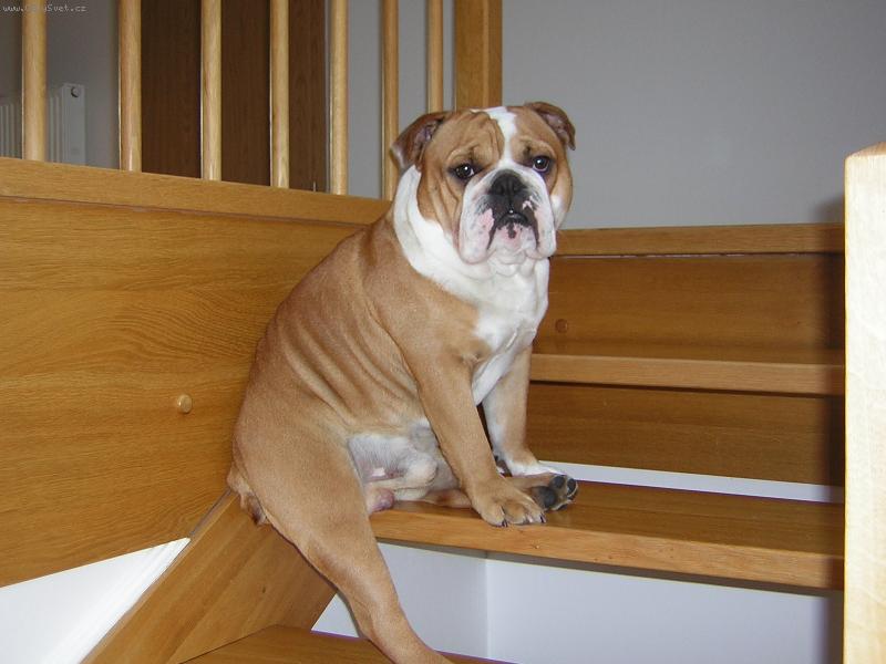 Foto: Sed�c� Doug