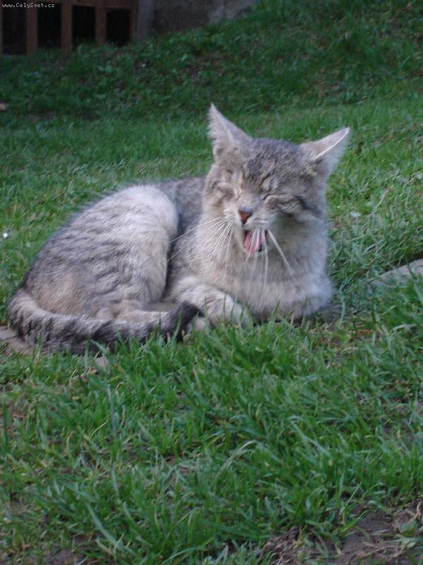 Foto: M���u-Meine Pi�kot