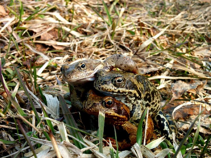 Foto: �v�dsk� trojka