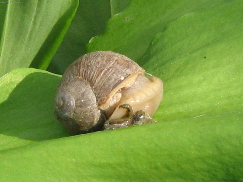 Foto: �ne�ku �ne�ku..