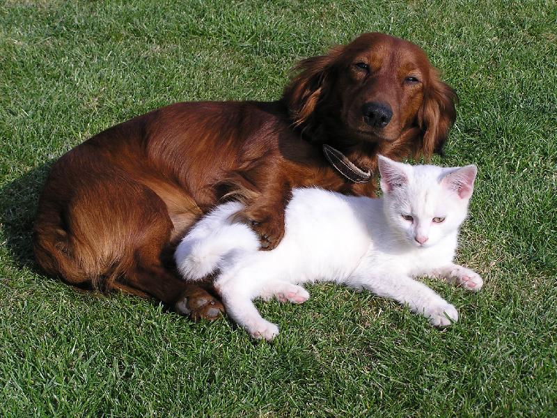 Foto: ferd�k a ben�k-odpoledni siesta