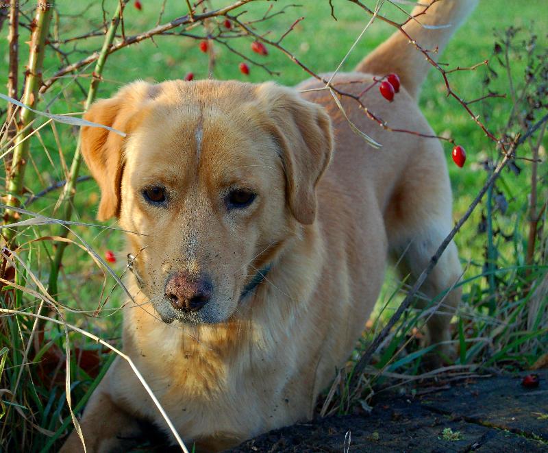 Foto: Hon na my�-hraban�,�ek�n� na my�ku