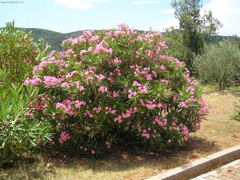 Foto: �lovek-n�dhern� no n����????