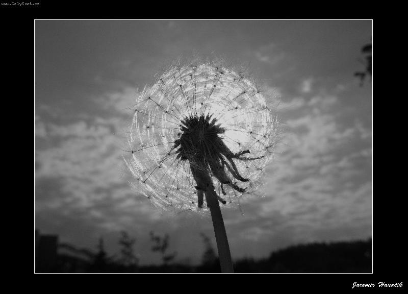 Foto: SLUNICKO-pampeliska