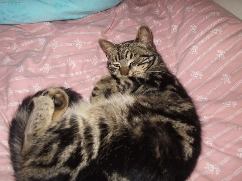 Foto: Mour�sek-sp�ss� mourek