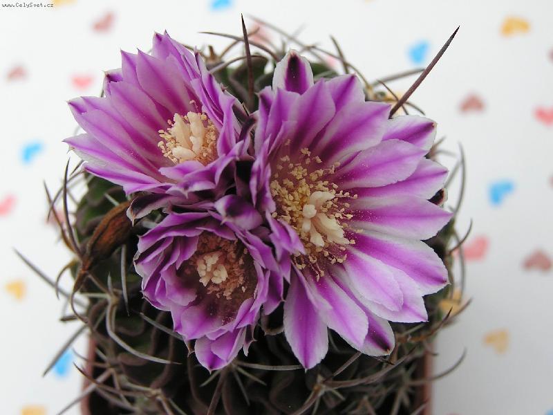 Foto: jaro-kv�ty kaktusu