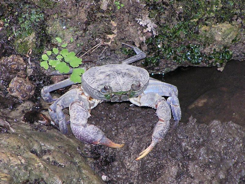 Foto: str�ce t�n�-krab