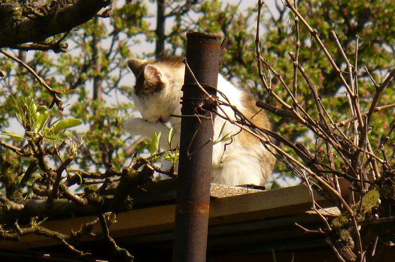 Foto: ko�a od soused�