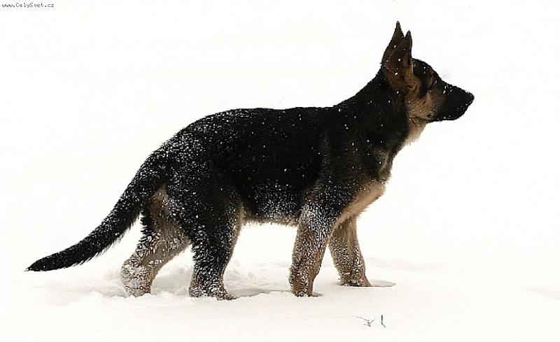 Foto: Prvn� sn�h