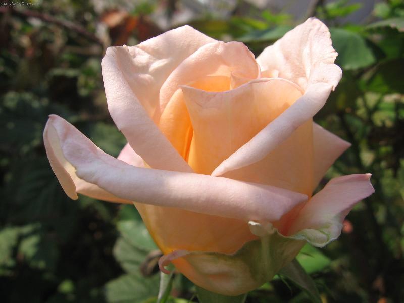 Foto: R��e ze zahrady