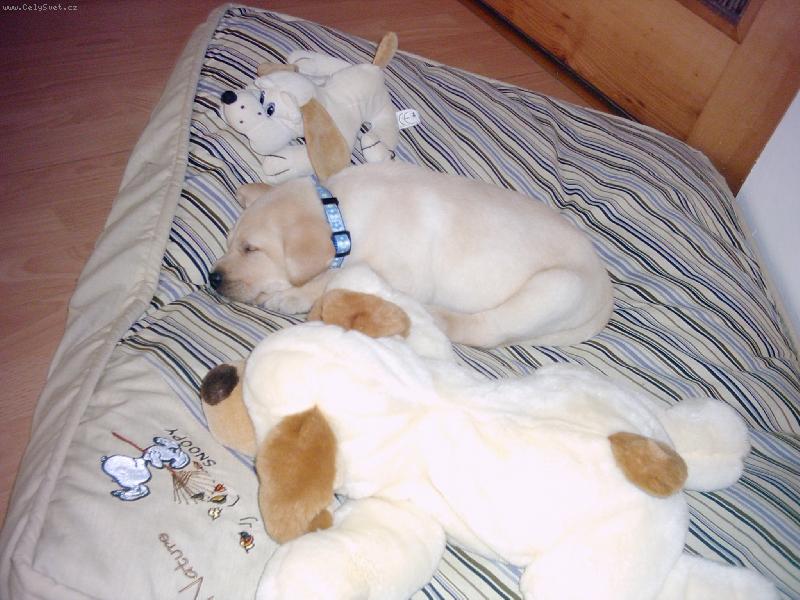 Foto: Pohodi�ka-Jsem to ale krasavec,�e?