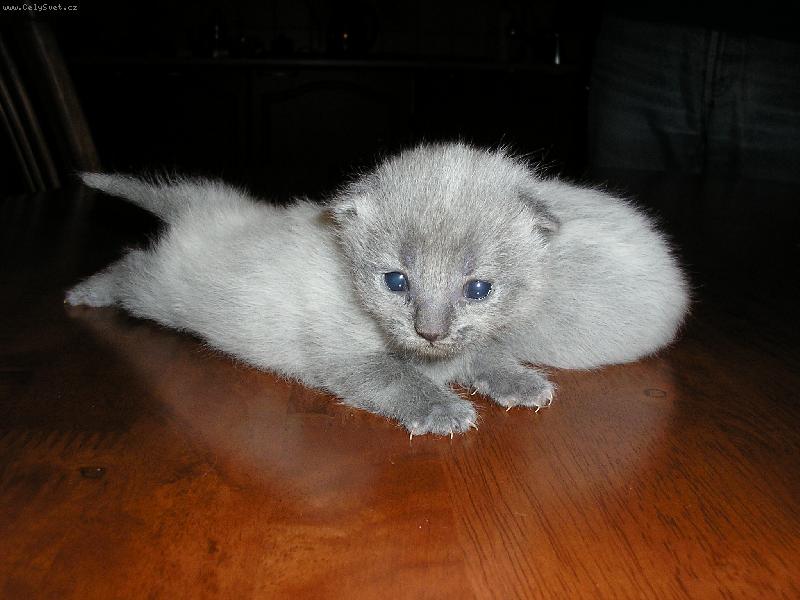 Foto: No nejsem k se�r�n� :-))