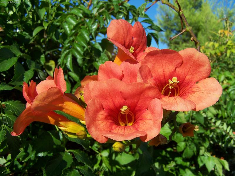 Foto: Kyti s nefal�ovan�mi �eck�mi mravenci! :)