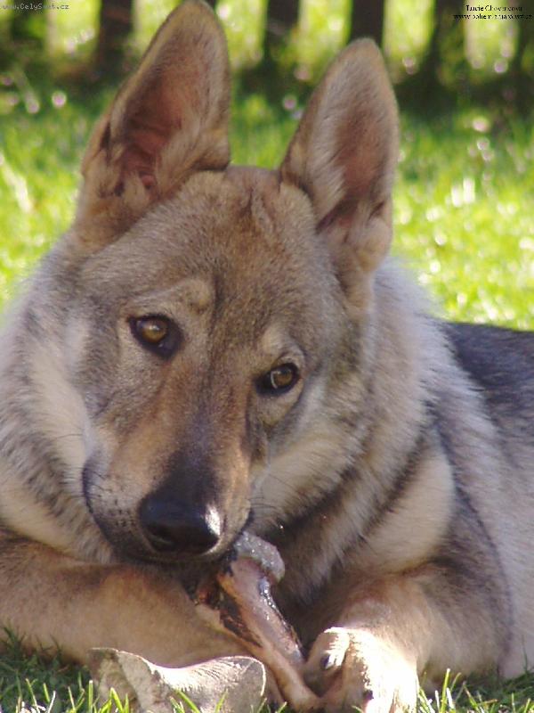 Foto: Baron z Hvozdeck� kotliny