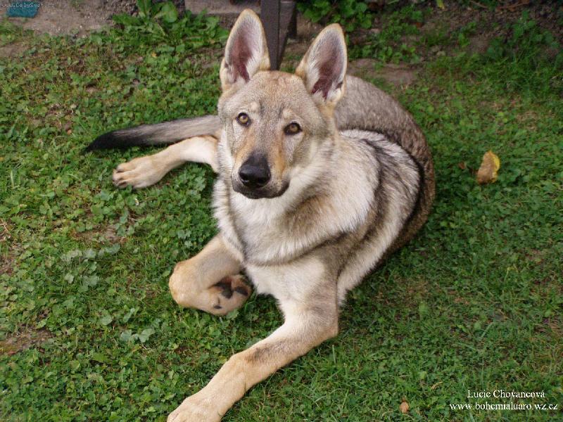 Foto: Baron z Hvozdeck� kotliny