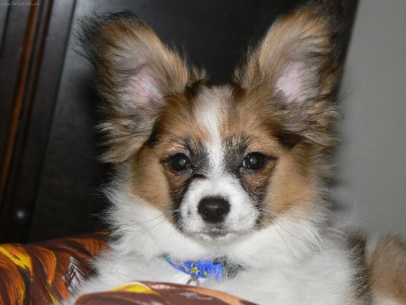 Foto: Allain �ajov� l�stek