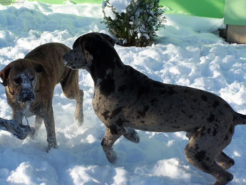 Foto: Igorek-dej mi tu botu