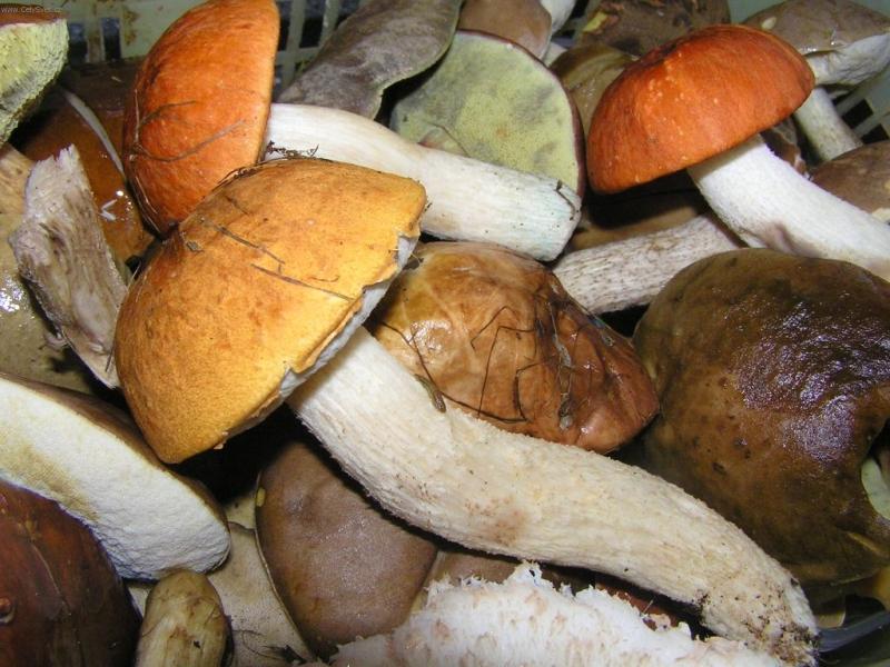 Foto: K�emen��e