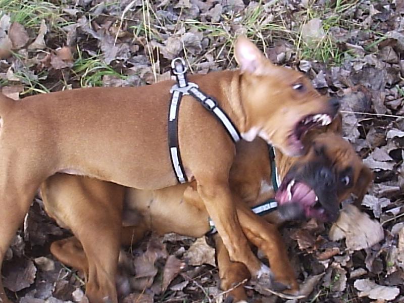 Foto: kluci si hrajou ..