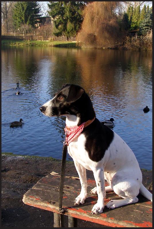 Foto: Hl�d�m kachny