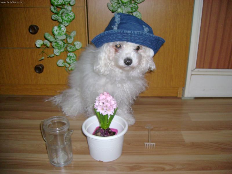 Foto: na�e zahradnice