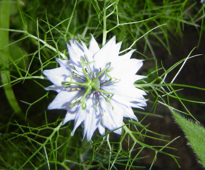 Foto: B�l� kv�tek