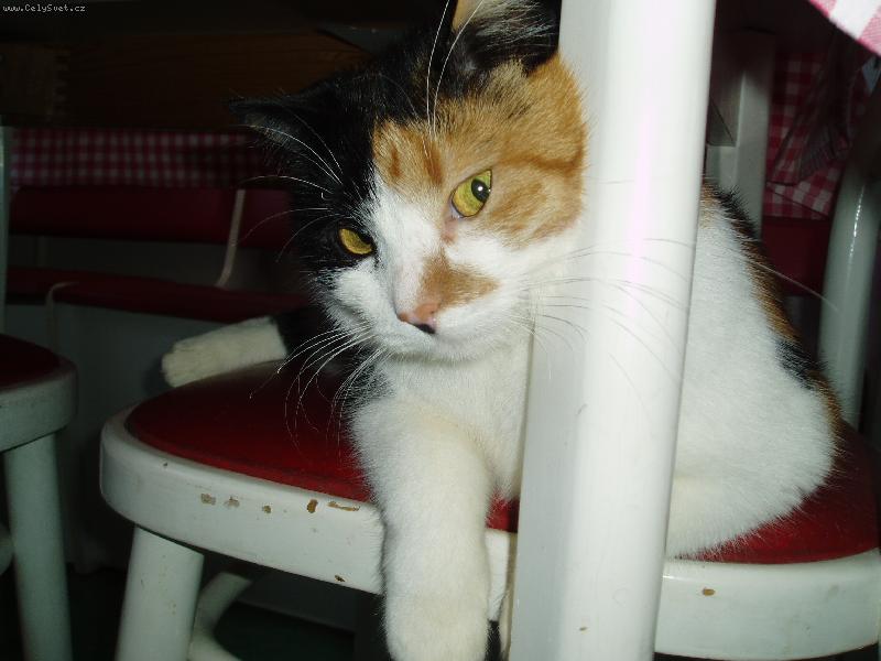 Foto: Zuzanka aj ej� vra�edn� pohled