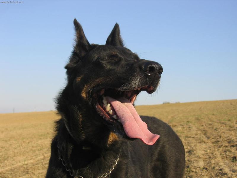 Foto: Nezap�u aktivn�ho psa