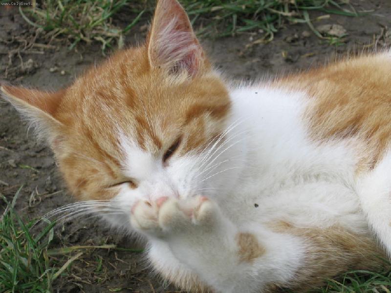 Foto: �istota p�l zdrav�