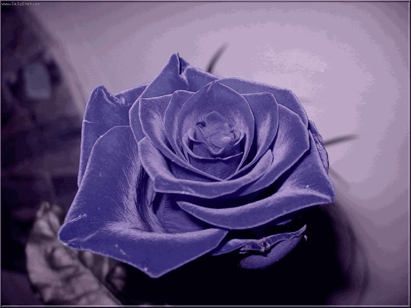 Foto: tak vypad� l�skov� r��e