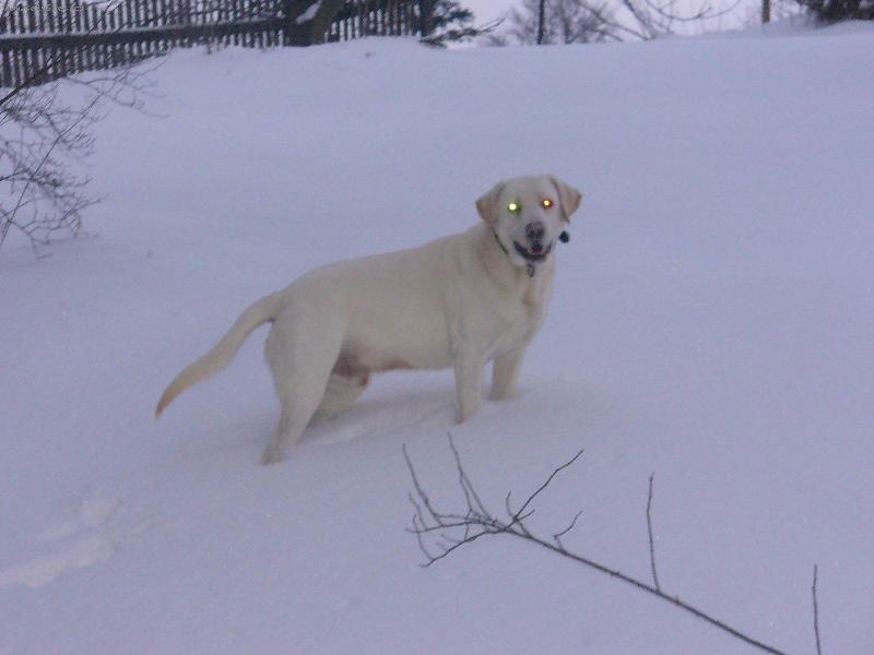 Foto: Ron-kone�n� napadl sn������h