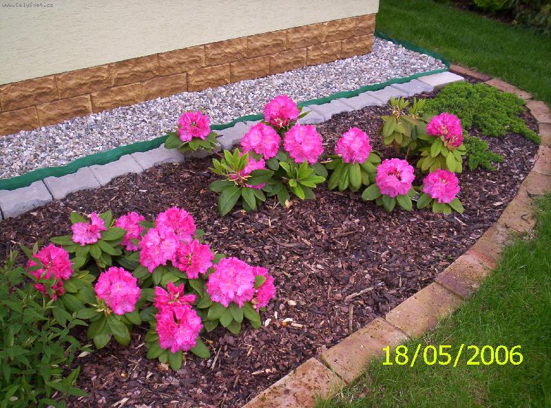 Foto: P�stov�n� rododendron�